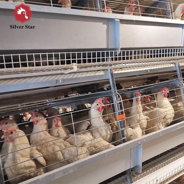 Philippines Galvanized Egg Layer Chicken Cage H Type 68KG ISO9001