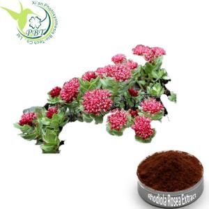 China Adaptogenic Rhodiola Rosea Root Extract Herb Rosavins 3% Salidroside 1% Extract on sale