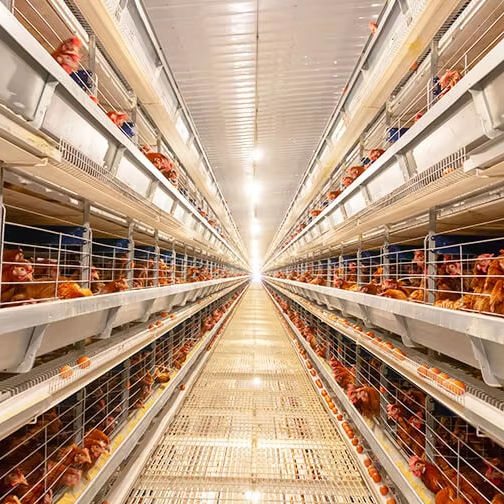 Automatic Layer Chicken Cage System with Hot-Dip Galvanized Steel Multi-Tier Manure Removal and Automated Feeding