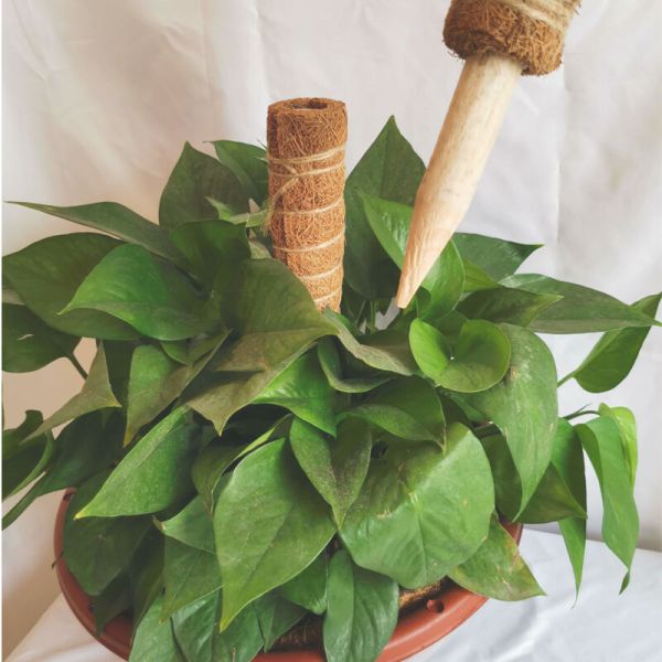 Stackable Moss Pole Monstera Plant Support , Plant Stakes For Indoor