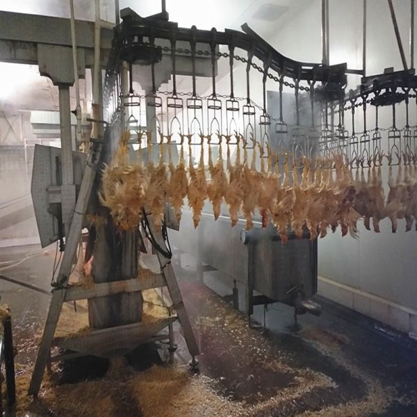 Halal Poultry Automatic Chicken Slaughtering Machine 300BPH To 10000BPH