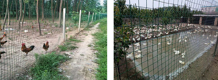 Galvanized Welded Steel Wire Mesh Fence Panel With PVC Coating