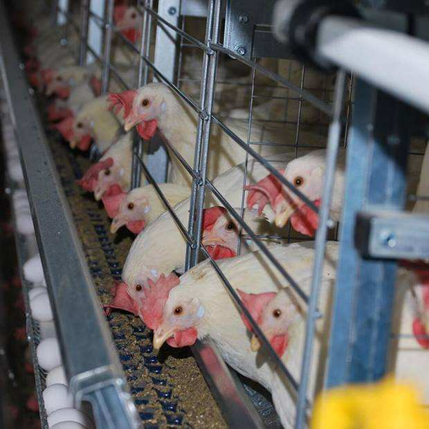 Automatic Layer Chicken Cage System with Hot-Dip Galvanized Steel Multi-Tier Manure Removal and Automated Feeding