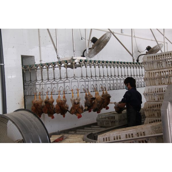 Halal Certified High Efficiency Turnkey Poultry Processing Line for 1000 Birds Per Hour