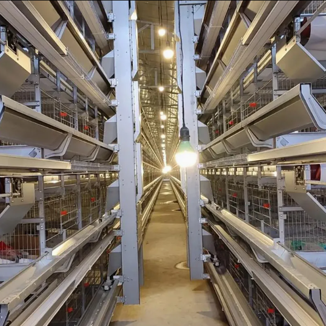 Automatic Layer Chicken Cage System with Hot-Dip Galvanized Steel Multi-Tier Manure Removal and Automated Feeding