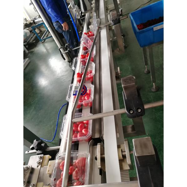 Automatic Waterproof 10 Head Weigher Cherry Tomato Weighing For Plastic Tray