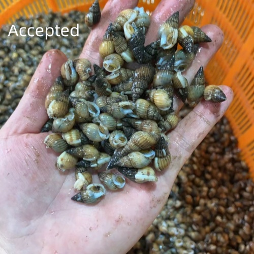 Ai Deep Learning Shellfish Optical Sorter-Track-Type, For Seafood.