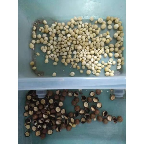 Macadamia Nut Hazelnut Color Sorting Machine Separator High Precision Ai Pistachio Almond Kernel And Shell Color Sorter