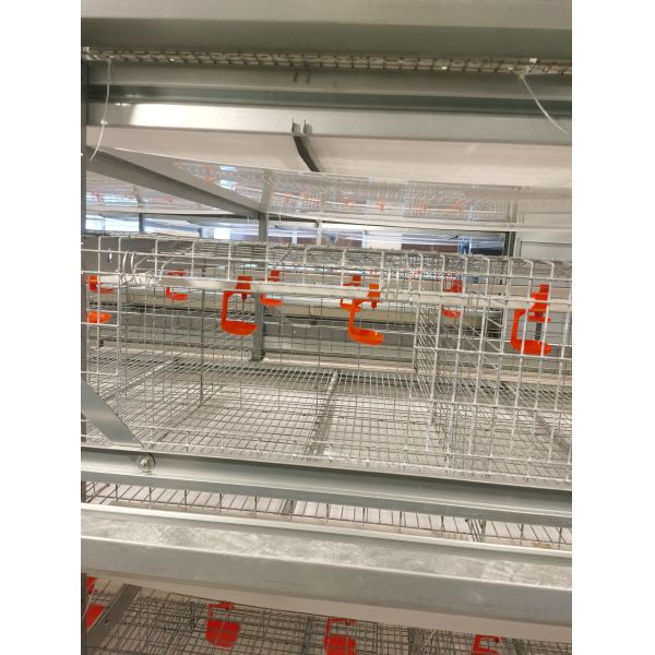 Turnkey Layer Cage Systems with High-Density Efficiency Superior Automation Integration and Optimized Natural Ventilation