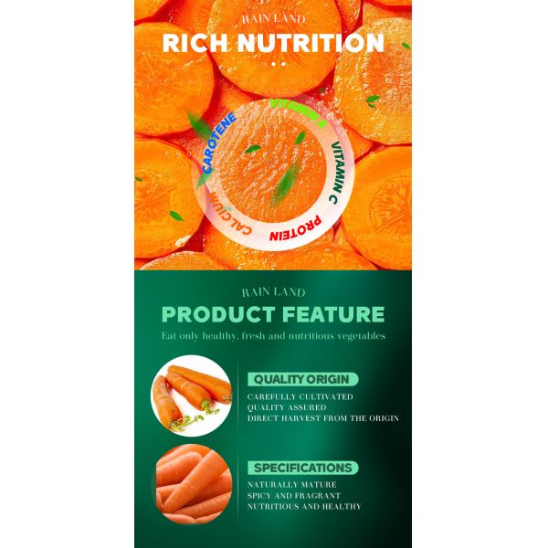 Organic Fresh Carrots Top Grade 2024 Crop Shandong Origin Sweet Taste for Sale
