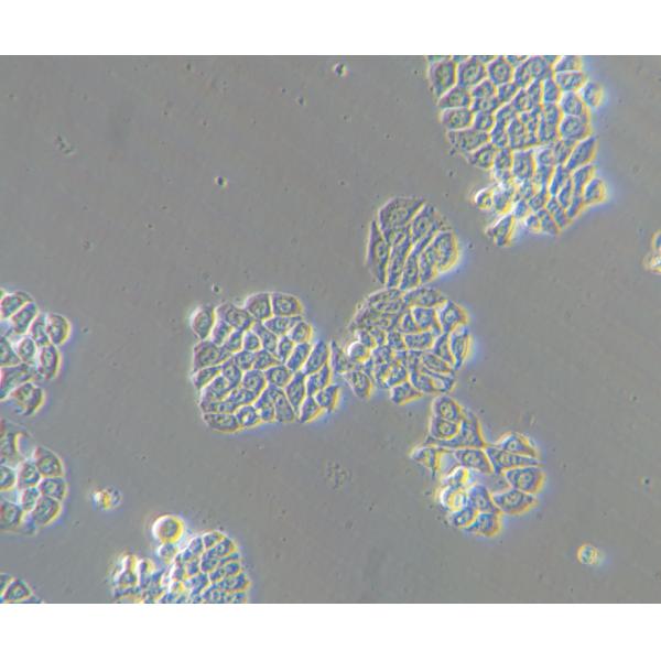 Inverted Biological Microscope B60iL Special Microscope For Cell Factory Observation