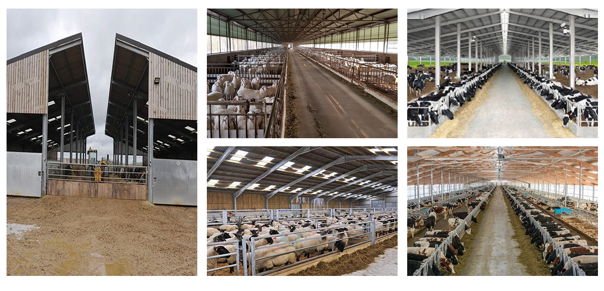 Automatic Poultry House Light Steel Structure Poultry Shed Modern Chicken Farm For Broilers
