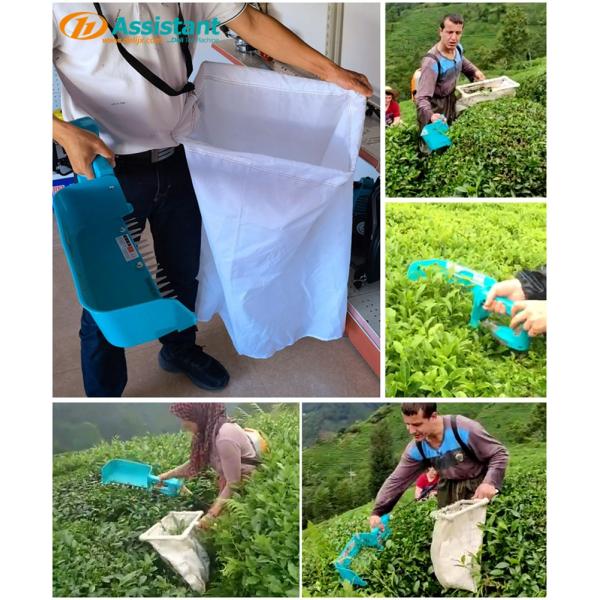 Portable Tea Picking Cutting Machine with 10 Hours Working Time 24V Battery Voltage