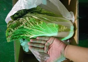 Quality Healthy Organic Chinese Cabbage Japan Standard Big Size Own Bases for sale