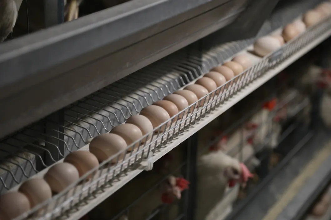 Real Time Energy Efficient Automatic Poultry Environment Controller for Chicken House