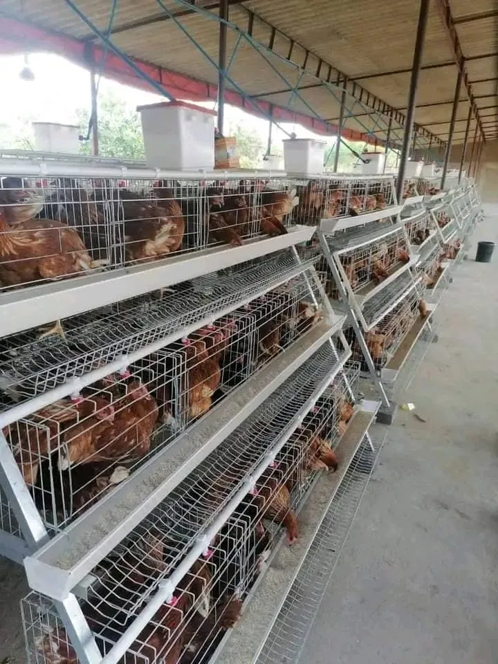 Real Time Energy Efficient Automatic Poultry Environment Controller for Chicken House