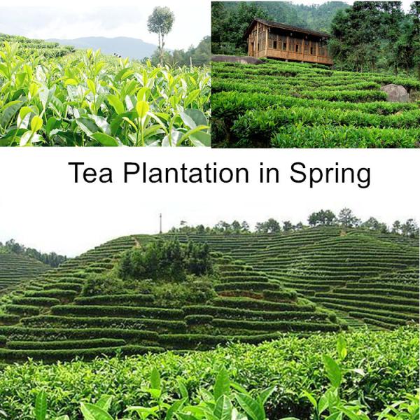 China Newest Tieguanyin Oolong Tea Fujian Anxi Organic Tieguanyin Tea Vacuum Packed Oolong Tea