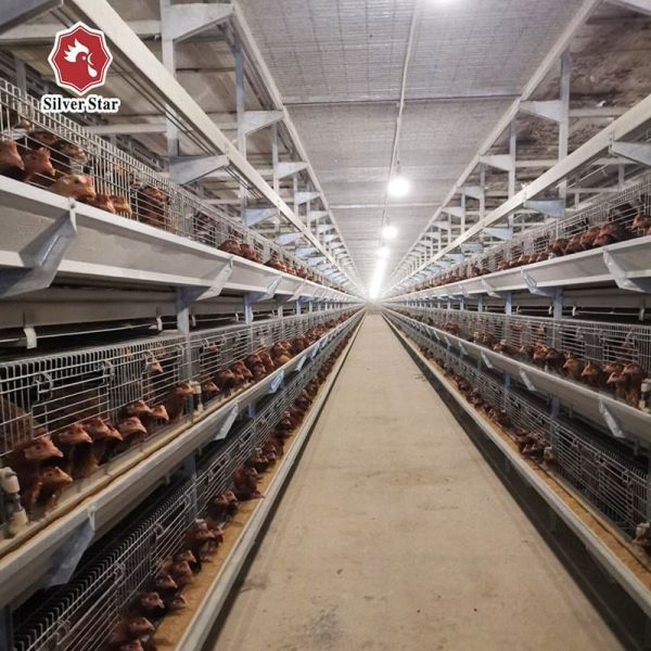 Automatic H-Type Baby Chick Brooding Cage System with Hot Dip Galvanizing and 100-300 Chickens/set Capacity