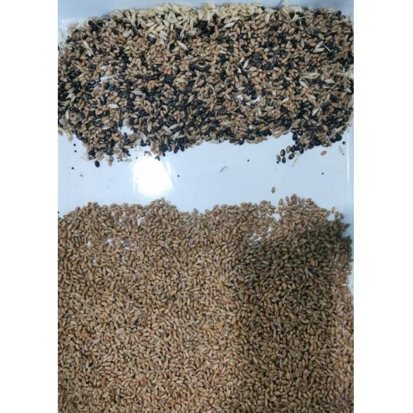 Wenyao Advanced Technology 2 chute Automatic Color Sorting Machine For Grain Wheat Color Sorter