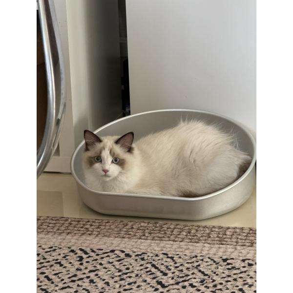 Hand Wash Large Pet Cat Litter Pan Pattern Solid Manual Cleaning Kitty Cat Toilet Box