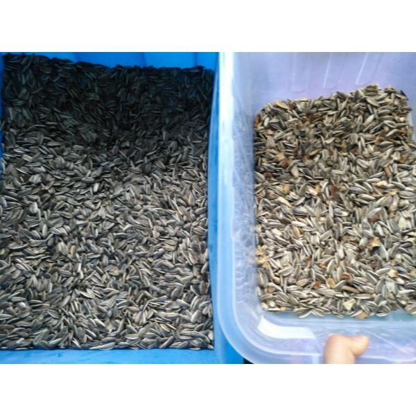 Wenyao Sunflower Seed Colour Sorting Machine 32 Channels
