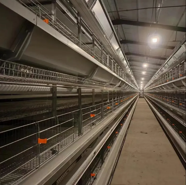 High-Efficiency Integrated Poultry House with Automated Feeding and Forced Ventilation