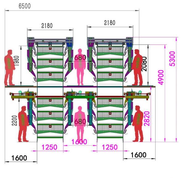 Cold Galvanized Steel Automatic Poultry Cage With Manure Cleaning System