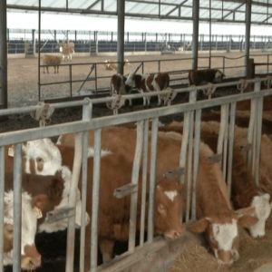Custom Steel Structure Poultry House with Quick Installation