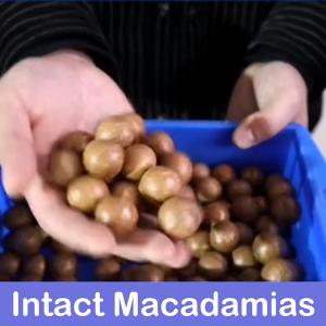 China CE Certificates Macadamia Nut Sorting Machine 360 Degree Rotational 380V 8 Channles on sale