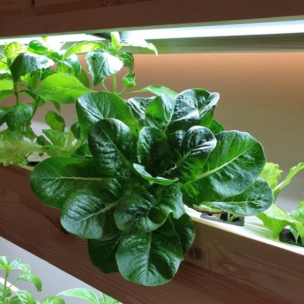 IP44 Hydroponics LED Grow Lights