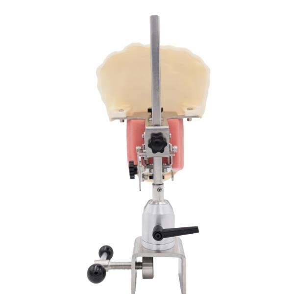 Dental Teaching Tooth Model Dental Simulator System Phantom Head for Training New Dental Implant Simulator Head