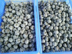 sell frozen blueberry, cultivated, best china frozen blueberry