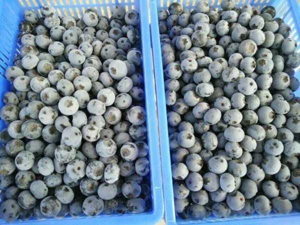 Buy sell frozen blueberry, cultivated, best china frozen blueberry at wholesale prices