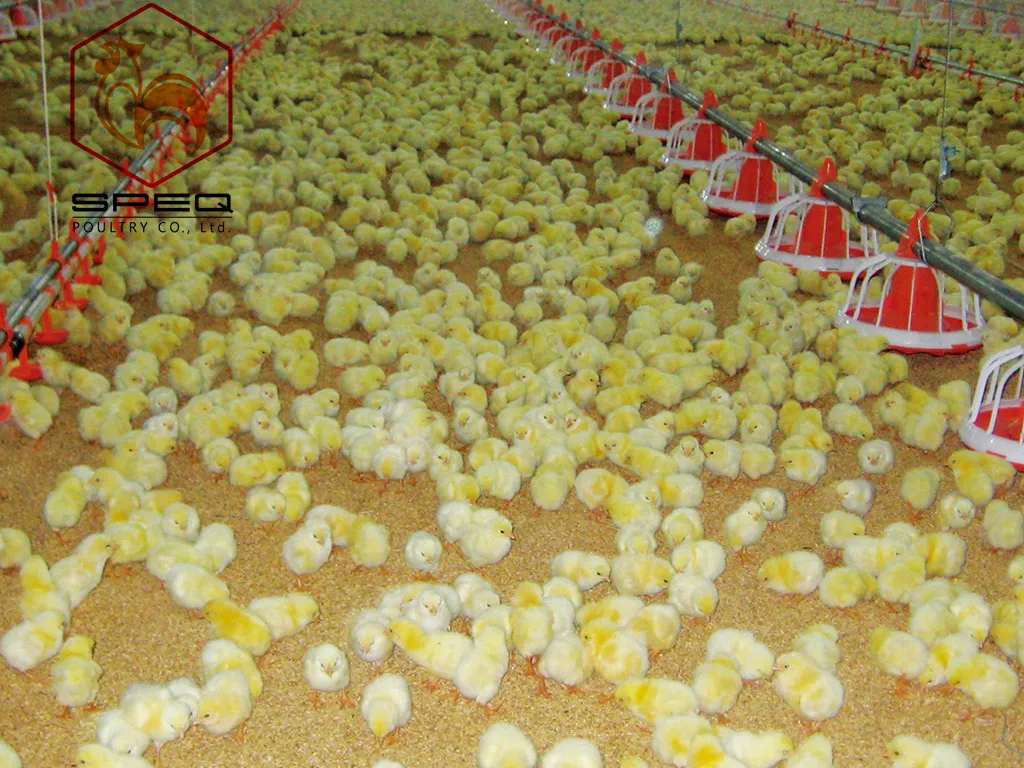 Adjustable Anti Waste Automatic Pan Feeding System for Efficient Broiler Feeding