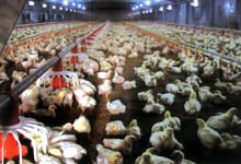 poultry stockline