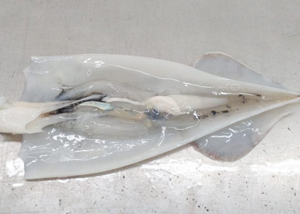 Iso22000 Frozen Illex Squid 18cm - 25cm Size 10kg Bill Of Loading