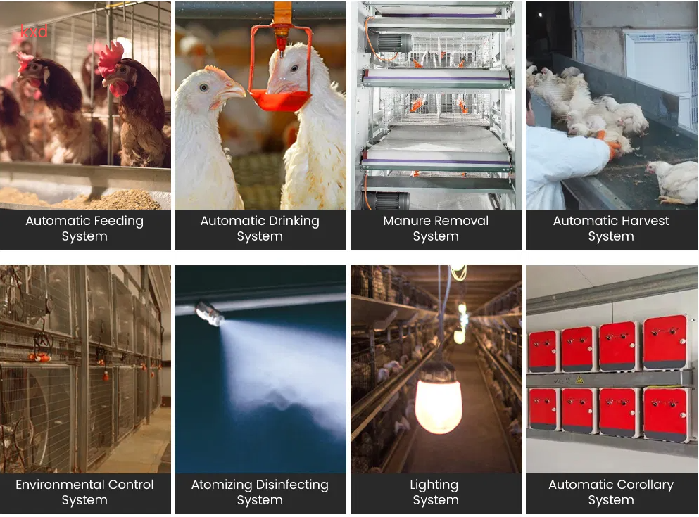 Bestchickencage H-Type Layer Cage with Galvanized Material and Automated Supporting Systems for High-Density Stacking