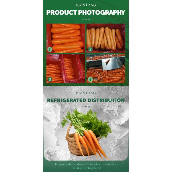 Organic Fresh Carrots Top Grade 2024 Crop Shandong Origin Sweet Taste for Sale