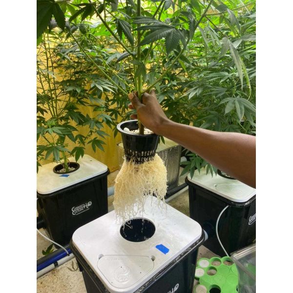 6000K Adjustable Spectrum Led Grow Light