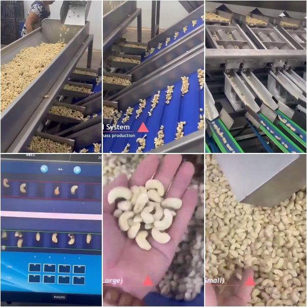 12 Lanes 12 Outlets Cashew Sorting Machine 1000kgs/Hour with 360° Rotating Scanning and Deep Learning Technology