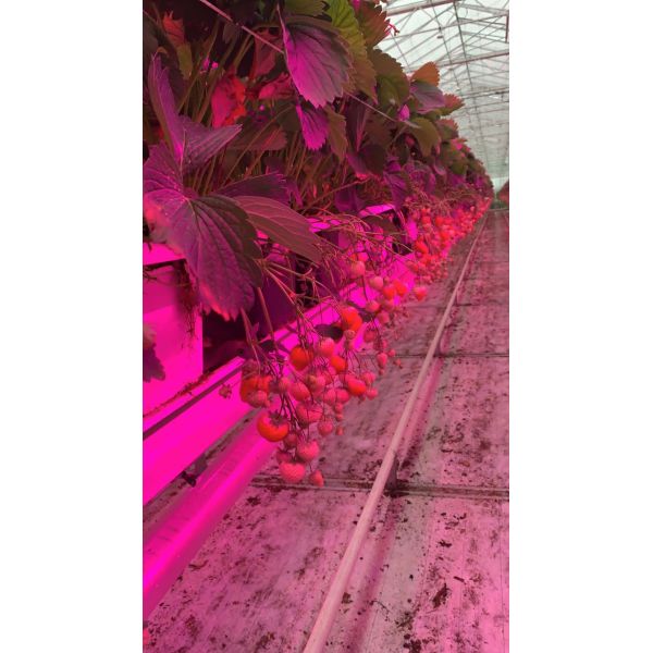 IP44 Hydroponics LED Grow Lights