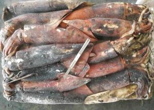 Quality frozen giant squid 500-100 dosidicus gigas BQF good freshness Peru giant squid frozen squid rings for sale