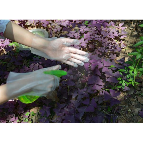 Thick Latex Free Kitchen Disposable TPE Gloves