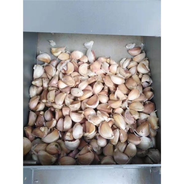 Garlic cloves grading machine, garlic cloves sorting machine, garlic seeds grader