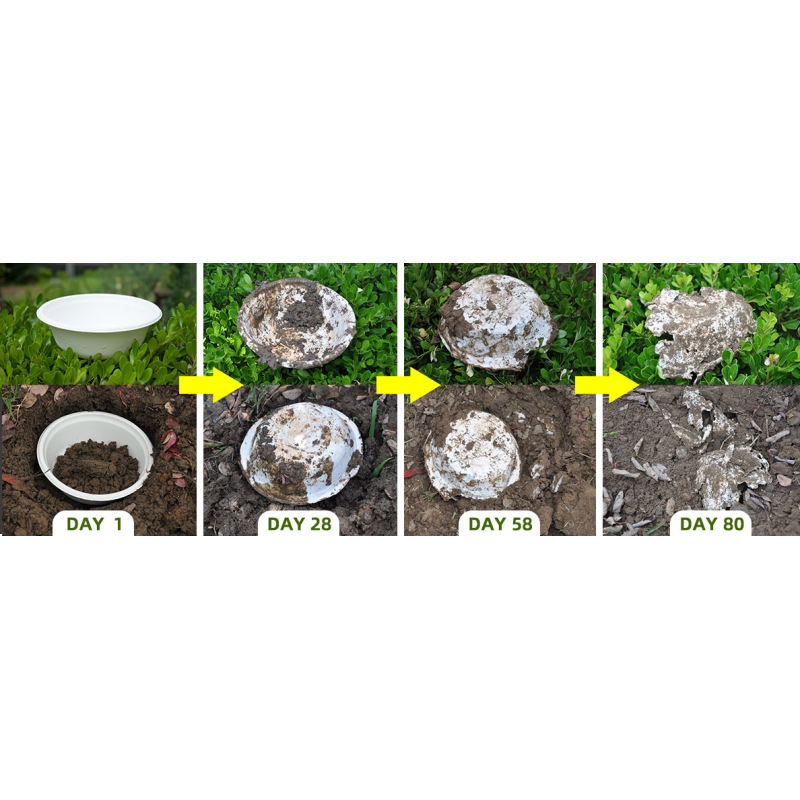 Biodegradable Food Container eco-friendly clamshell box