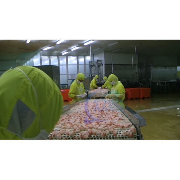 Seafood Processing Factory Continuous Shrimp Steaming Machine Steaming Fish