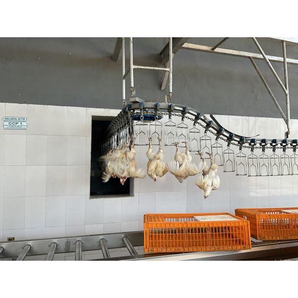 Halal Certified High Efficiency Turnkey Poultry Processing Line for 1000 Birds Per Hour