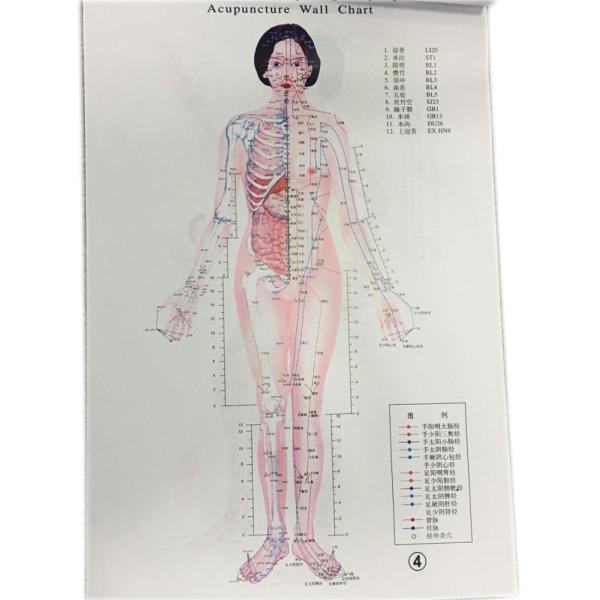 English Acupuncture Wall Chart 7PCS Per Set Human Acupuncture Chart