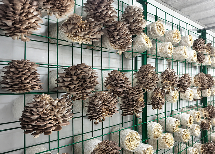 Close-up of mushroom bags on cultivation racks