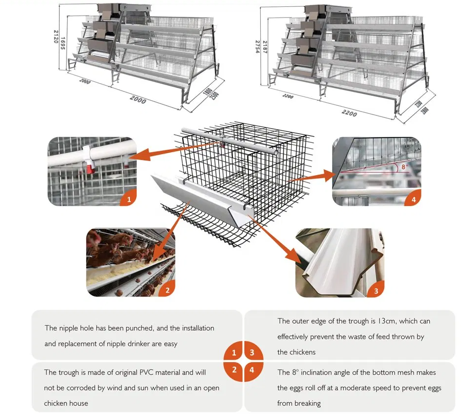 Hot-Dip Galvanized Layer Cage System with Multi-Tier Design and Automatic Feeding Machine for Poultry Farming